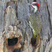 Golden-tailed Woodpecker